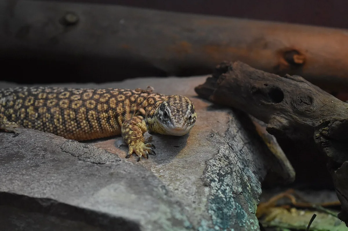 Varanus acanthurus