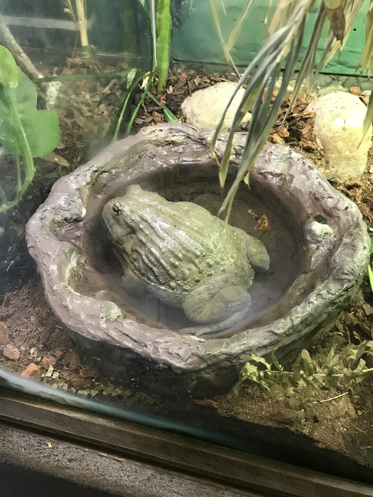 Large olive-green African bullfrog resting in a shallow water dish in its enclosure