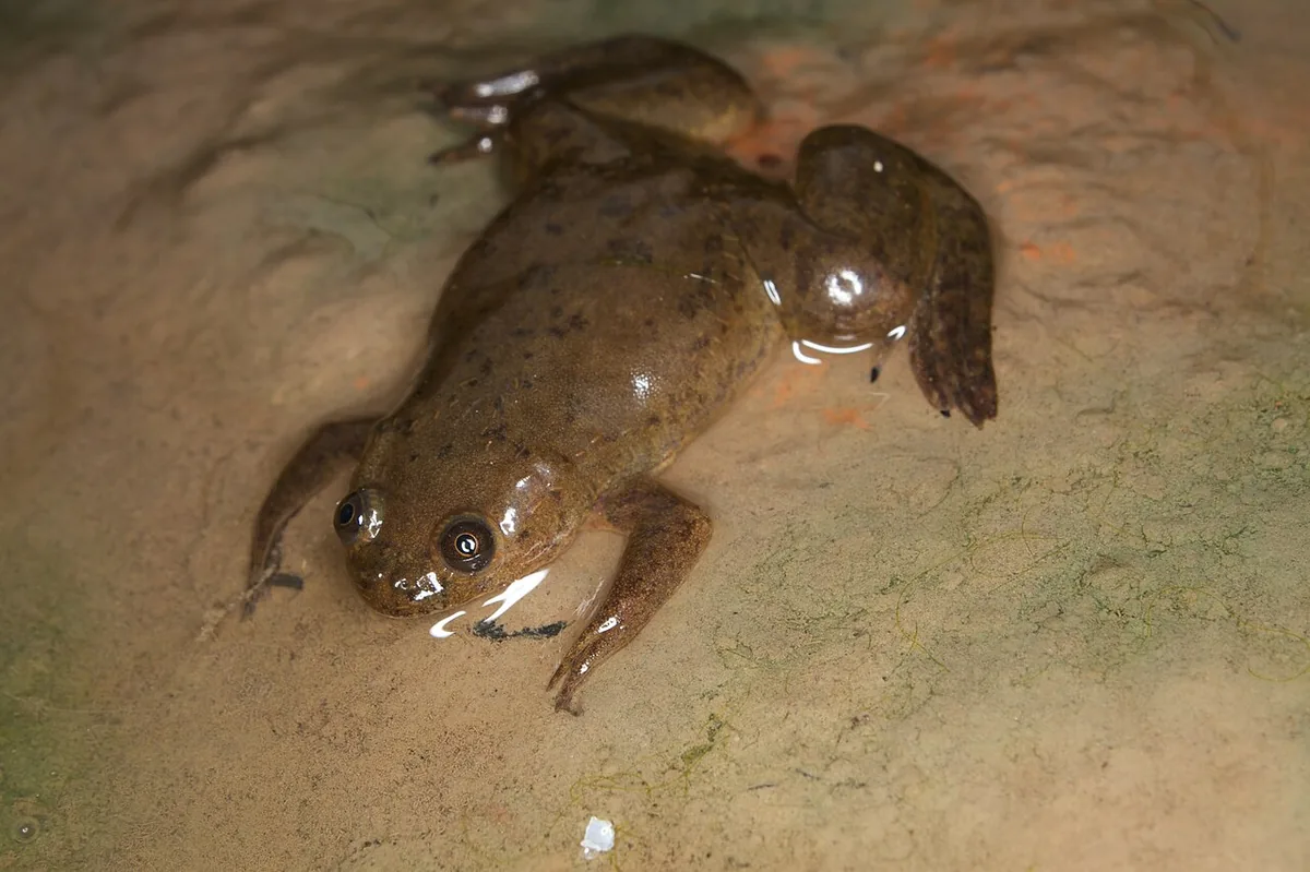 Live African clawed frog resting in shallow water