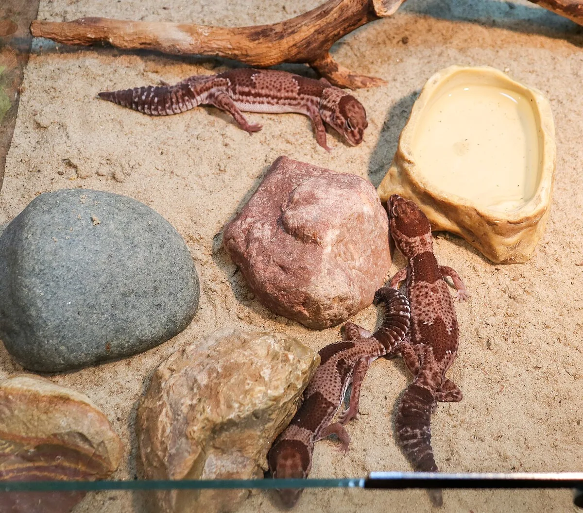 african fat tailed gecko