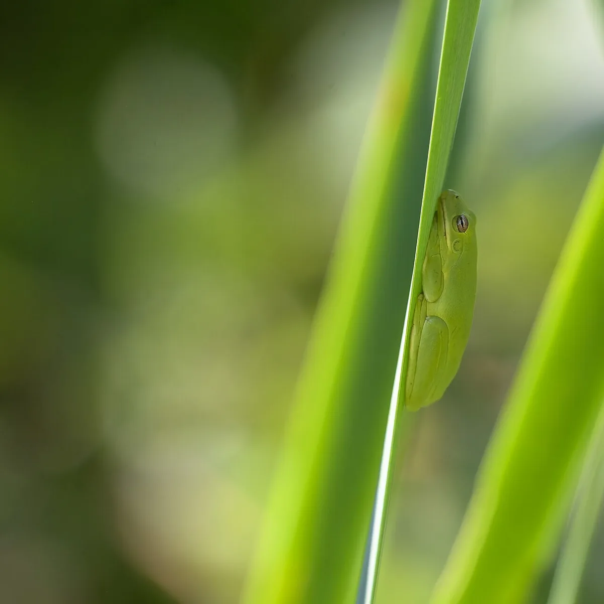 Small American green tree frog clinging to a narrow green reed