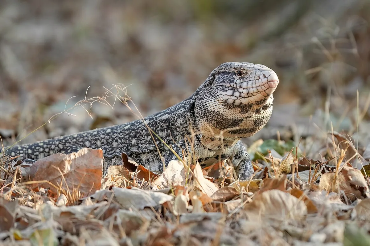 argentine tegu