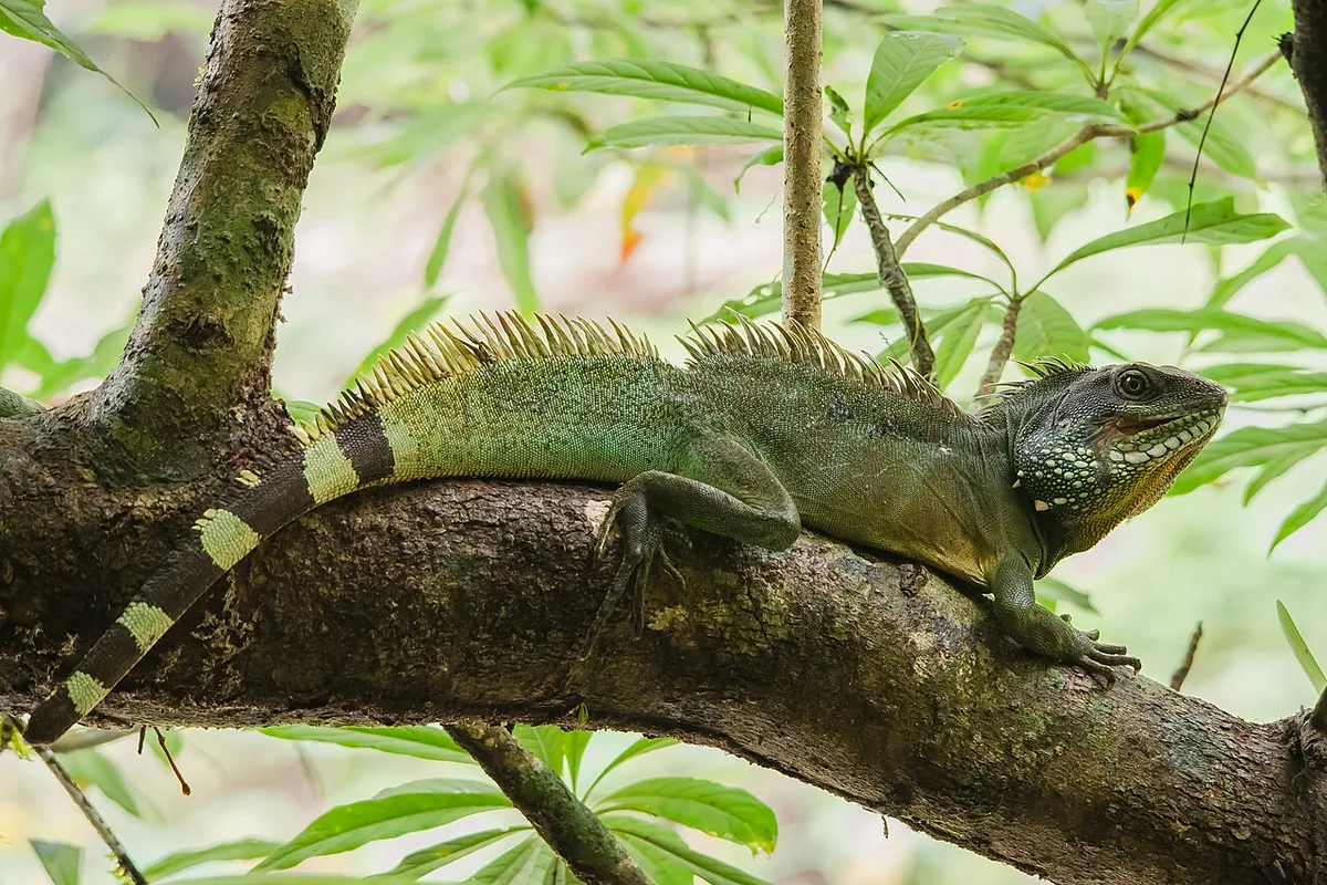 Physignathus cocincinus