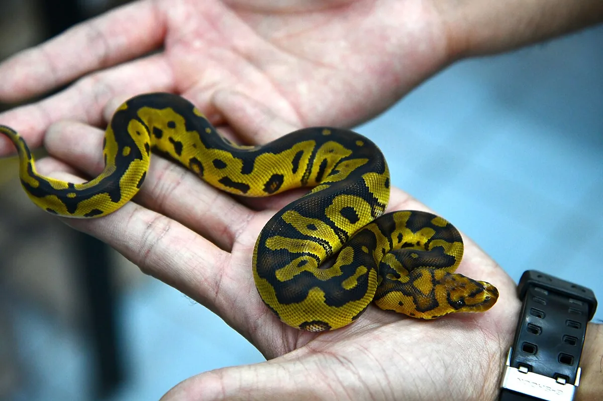 Ball python — most popular pet snake