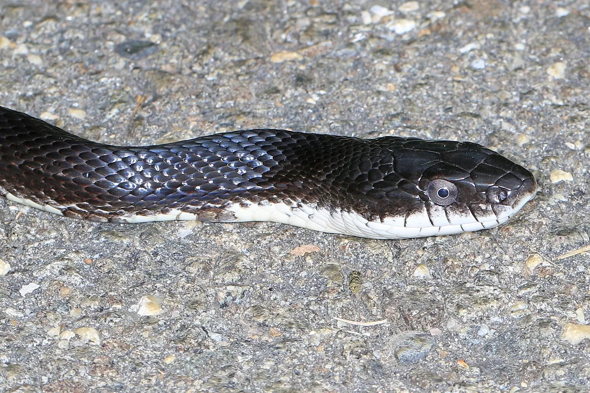 Head and forebody of a glossy black rat snake