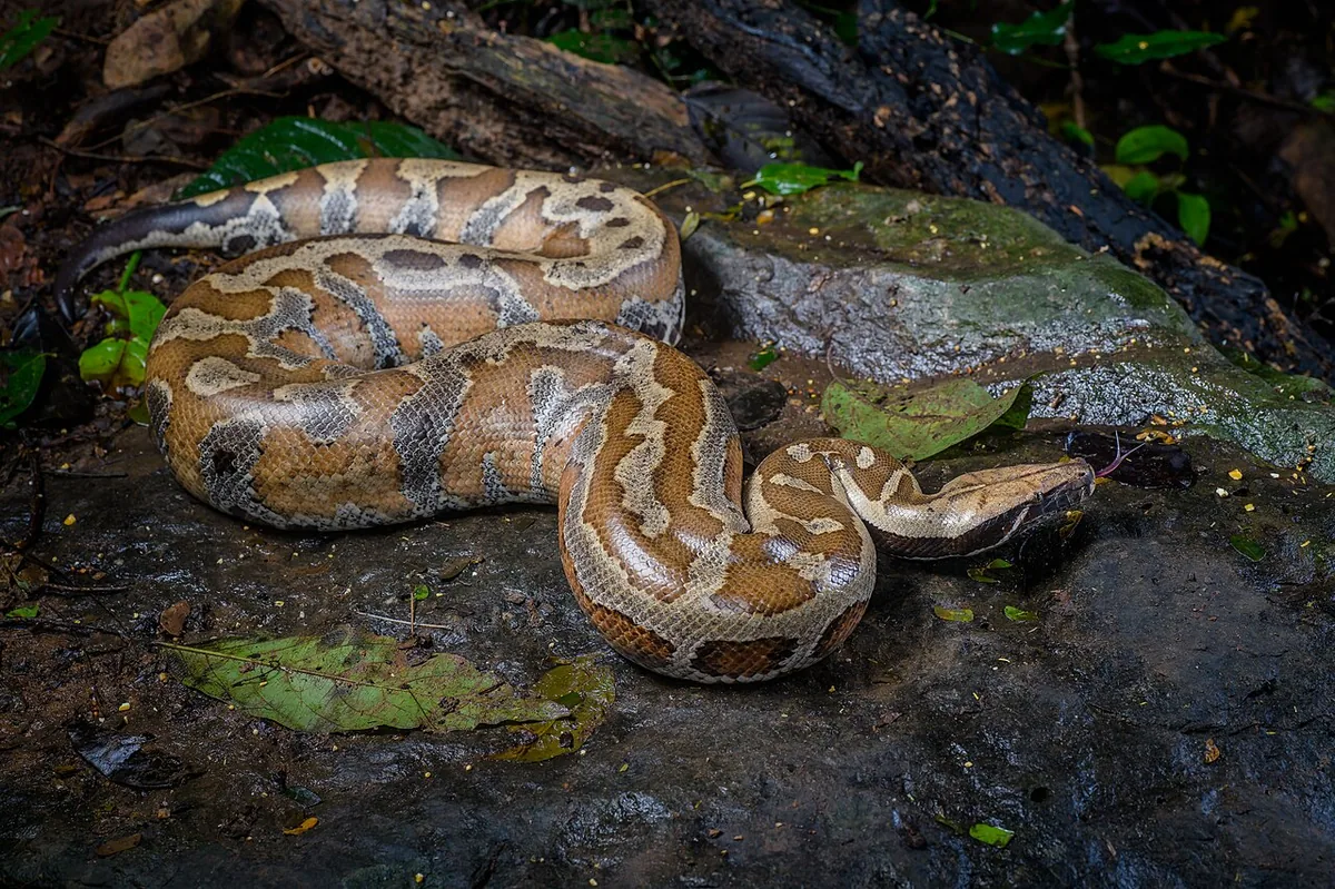 Blood Python (Python brongersmai)