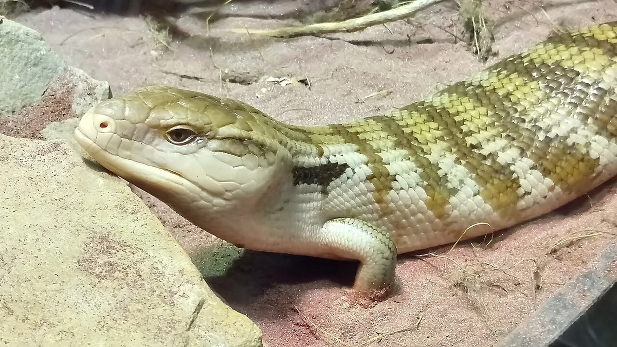 blue tongued skink
