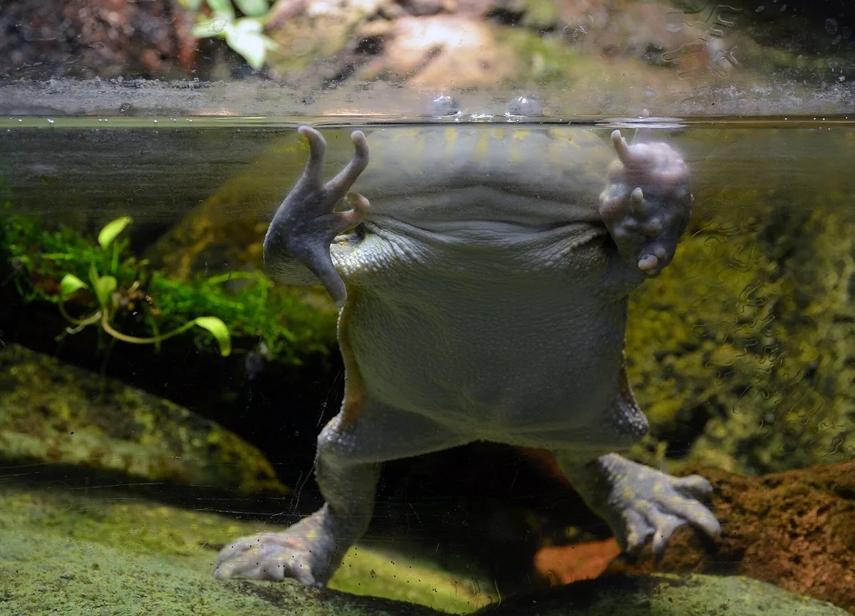 Budgett's frog underwater in an aquarium, showing its flattened wide body and upward-facing eyes
