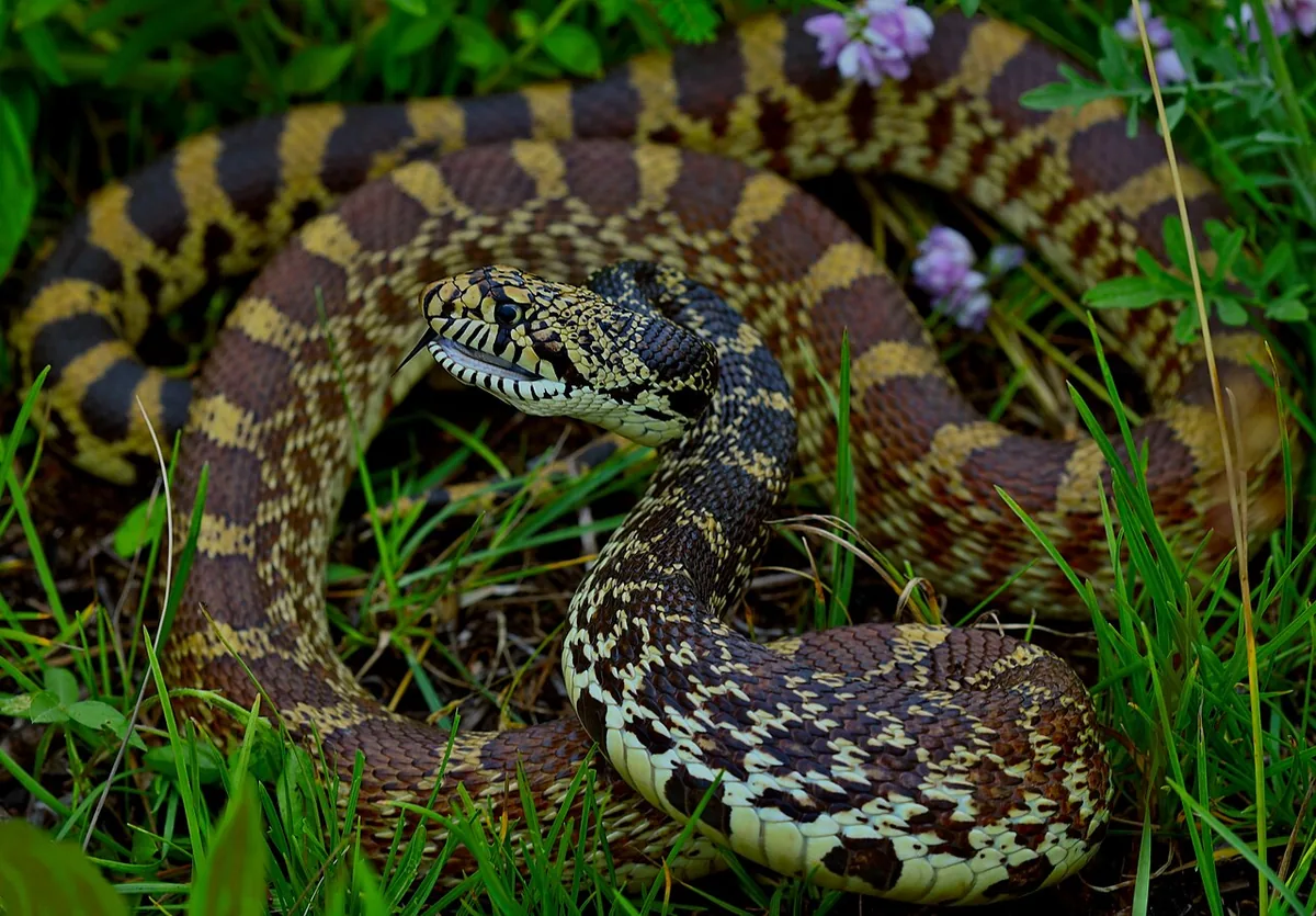 Coiled bull snake in grass with head drawn back