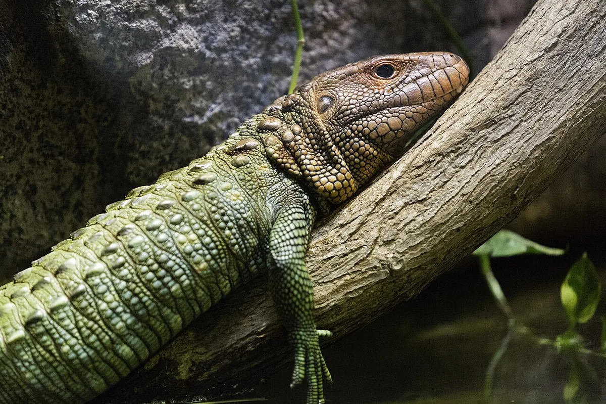 Green caiman lizard with an orange-brown head resting on a branch above water