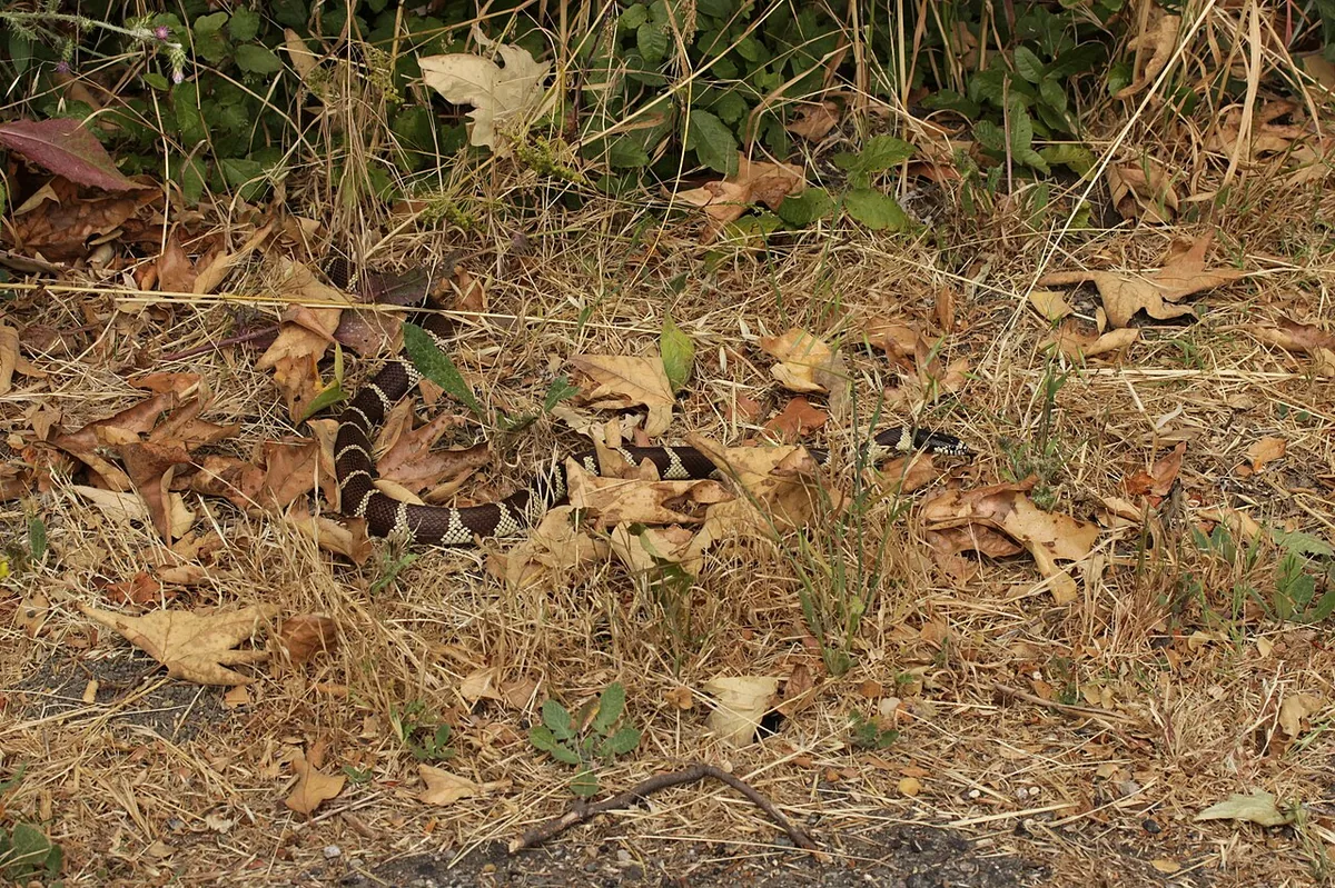 california kingsnake