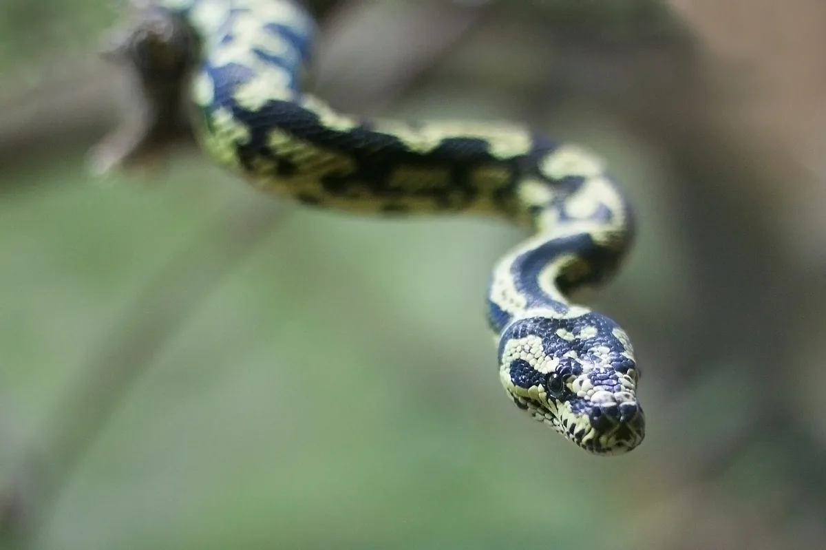 Jungle carpet python with black and cream banding draped over a thin branch