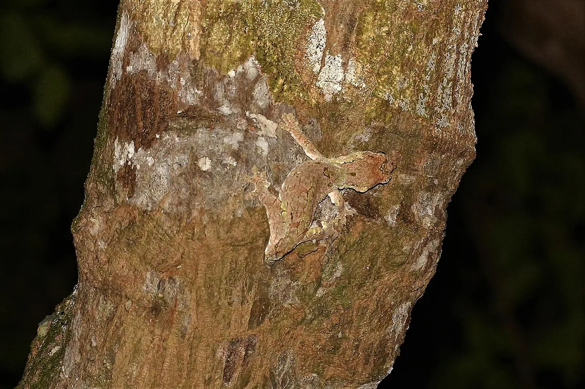 Chahoua gecko with mossy grey-green camouflage markings gripping a branch