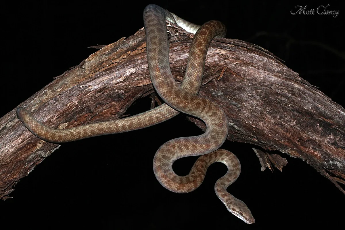 Antaresia childreni