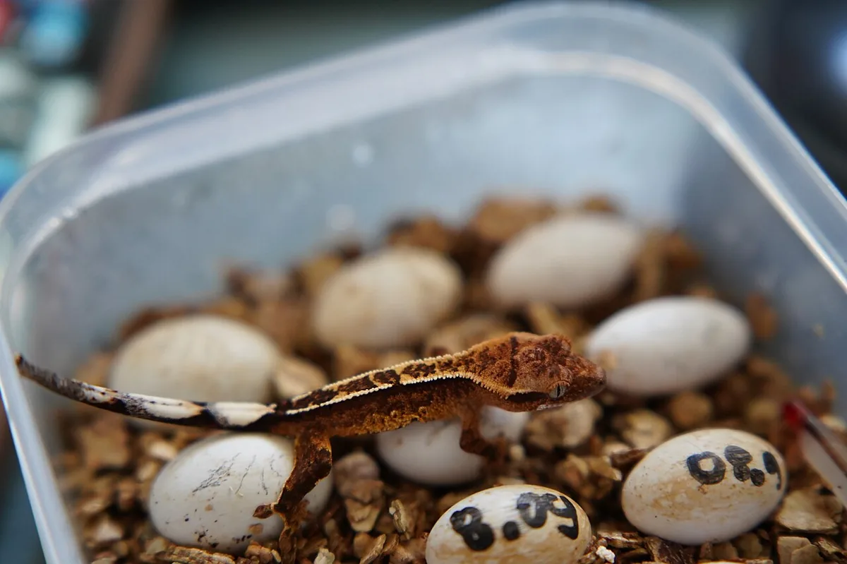 Correlophus ciliatus