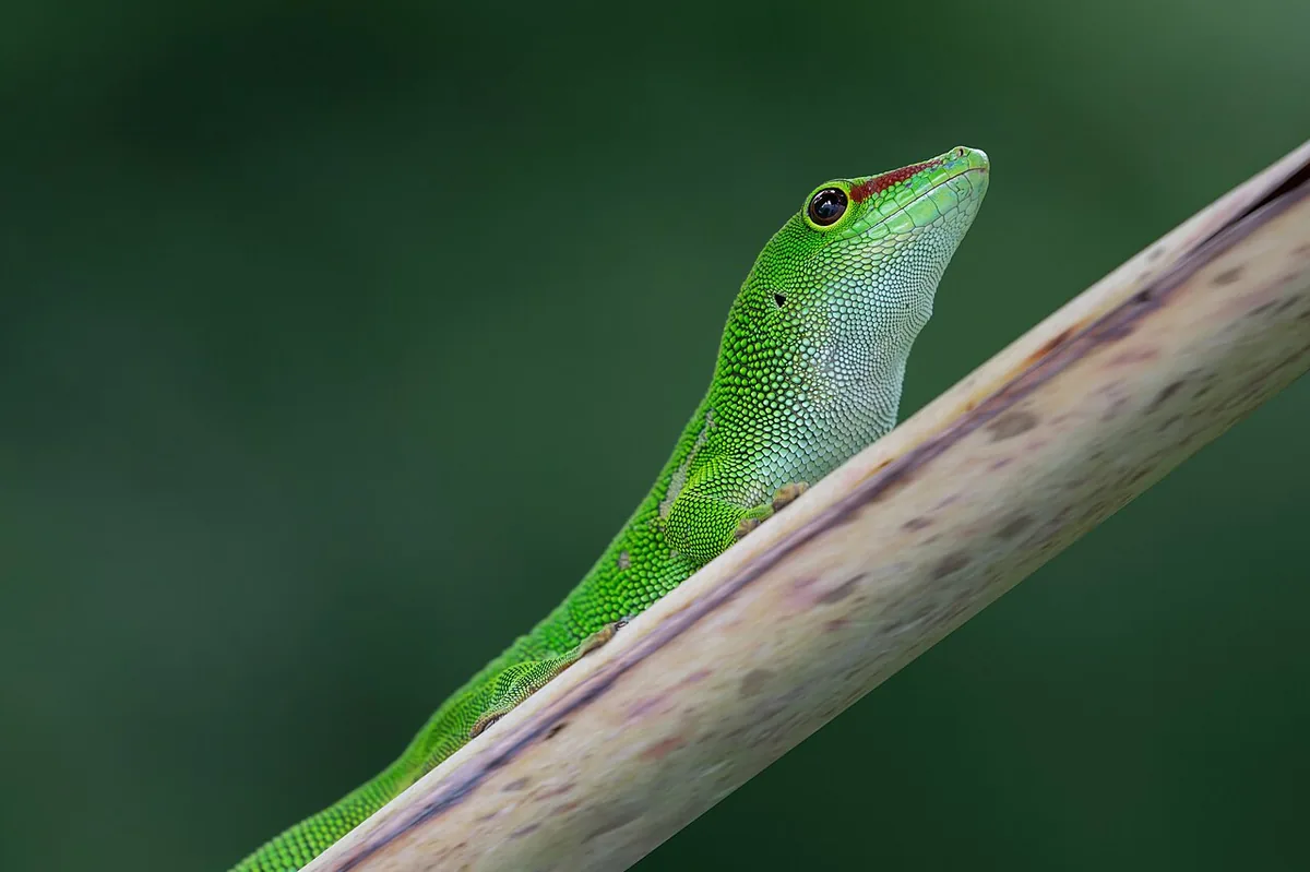 day gecko