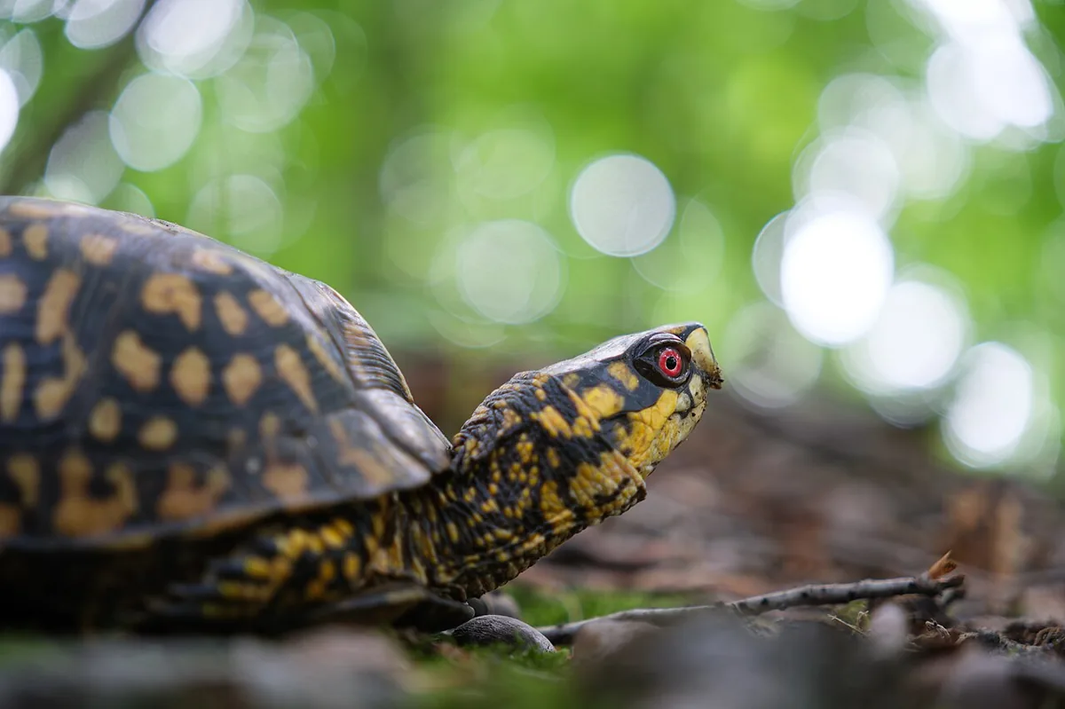 eastern box turtle