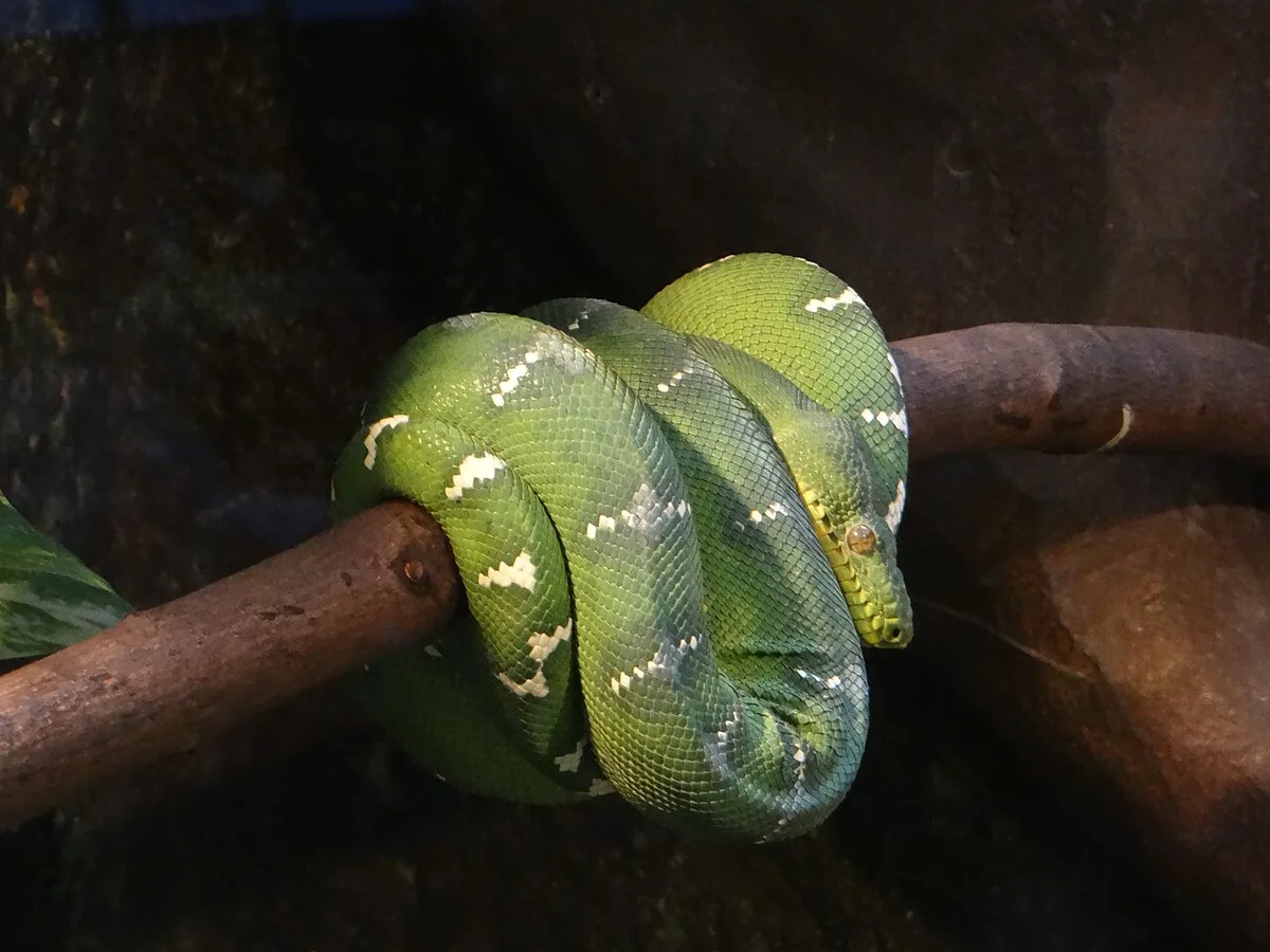 Emerald tree boa coiled in its characteristic saddle position on a horizontal branch, bright green with white markings
