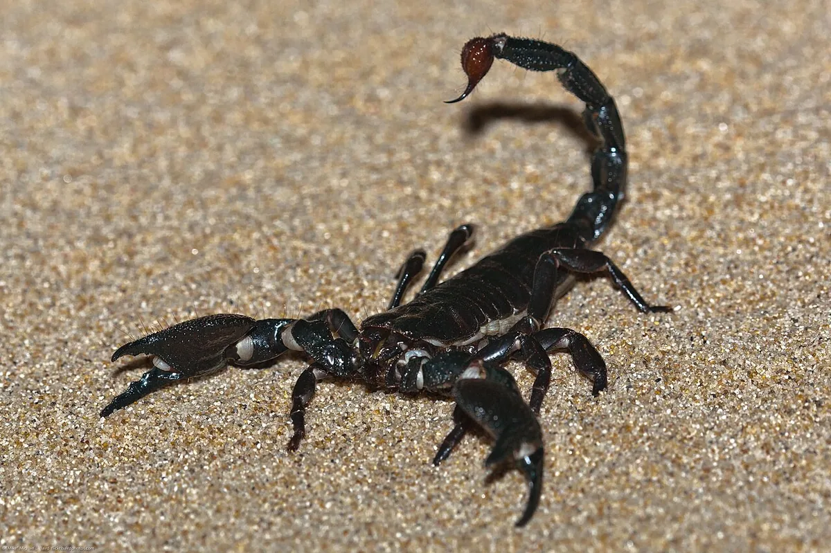 Emperor Scorpion