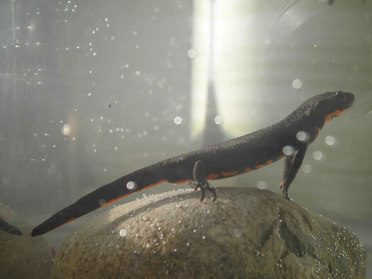 Fire-Bellied Newt (Cynops orientalis)