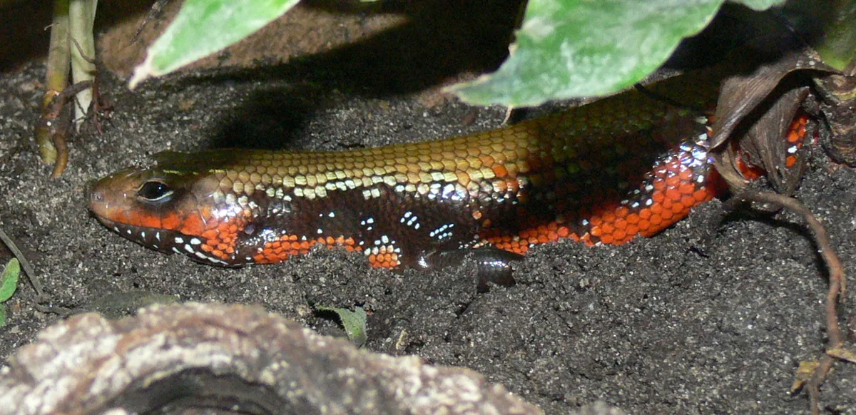 Fire skink with brilliant red and black flank markings partly buried in dark substrate
