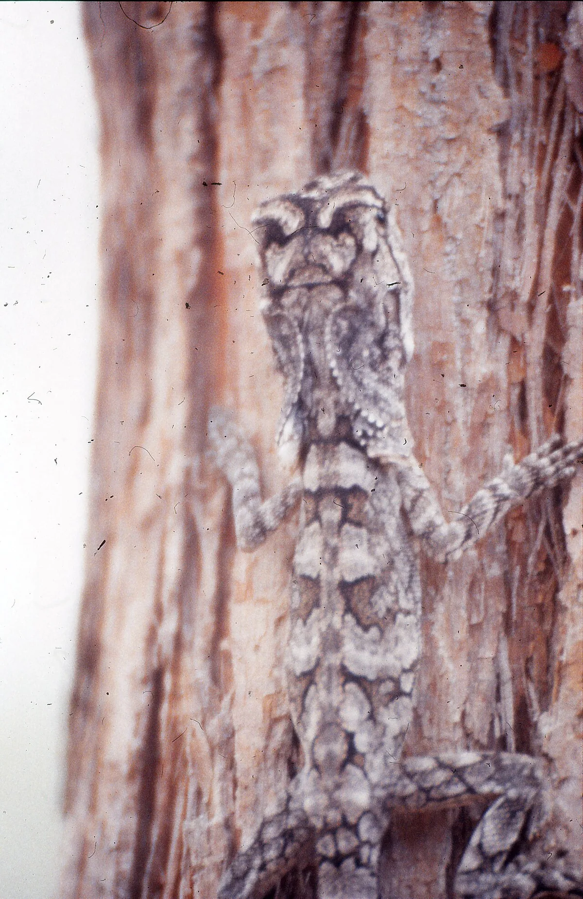 Chlamydosaurus kingii