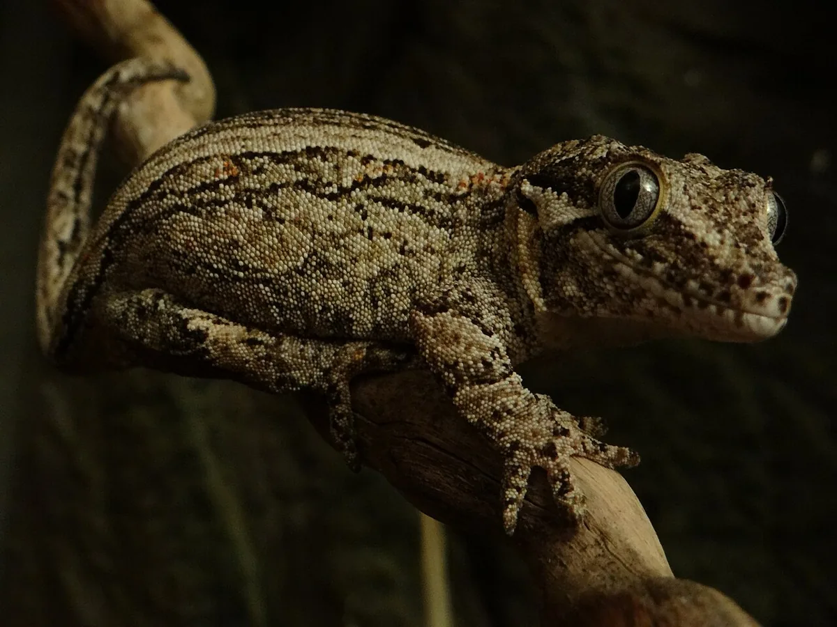 gargoyle gecko