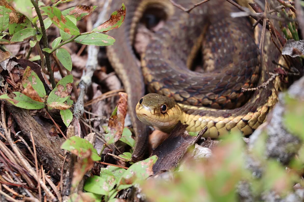 Thamnophis sirtalis