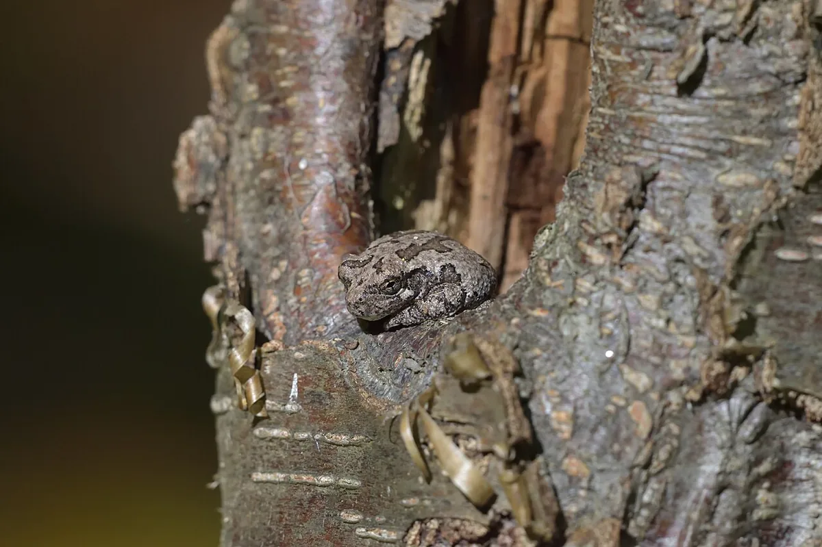 Small grey tree frog pressed against tree bark