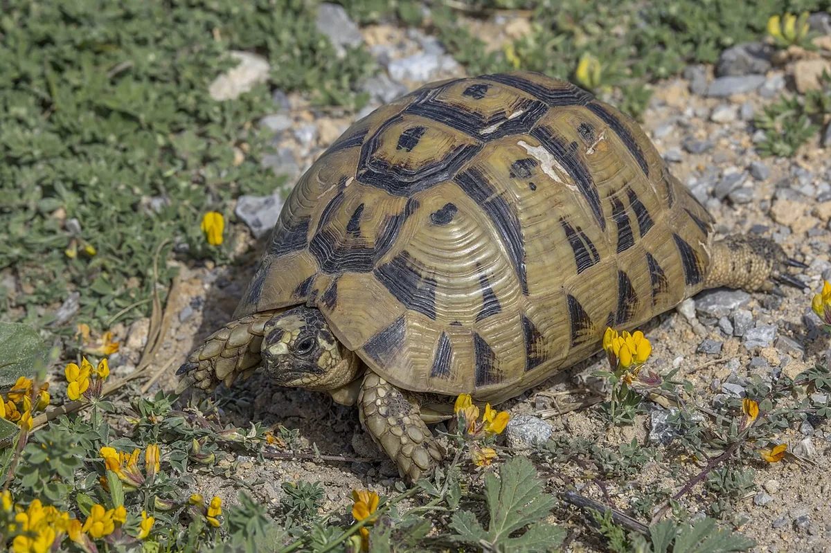 Testudo graeca