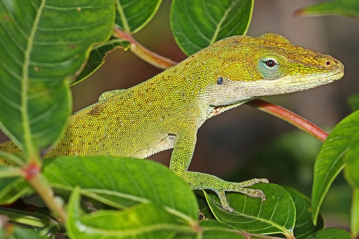 Anolis carolinensis