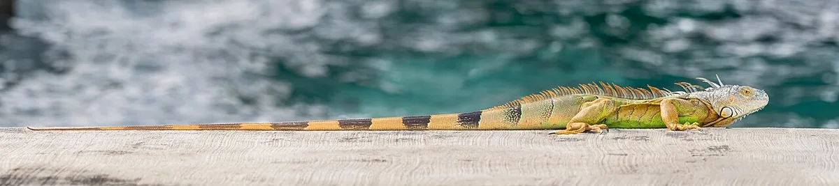 green iguana