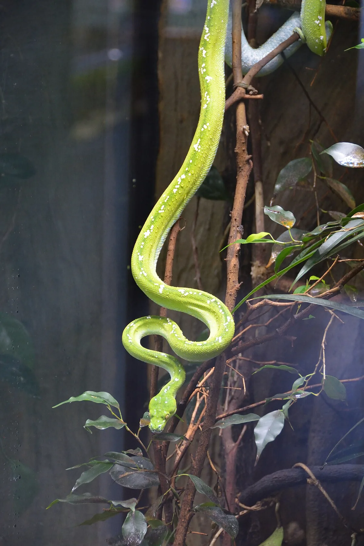 Morelia viridis