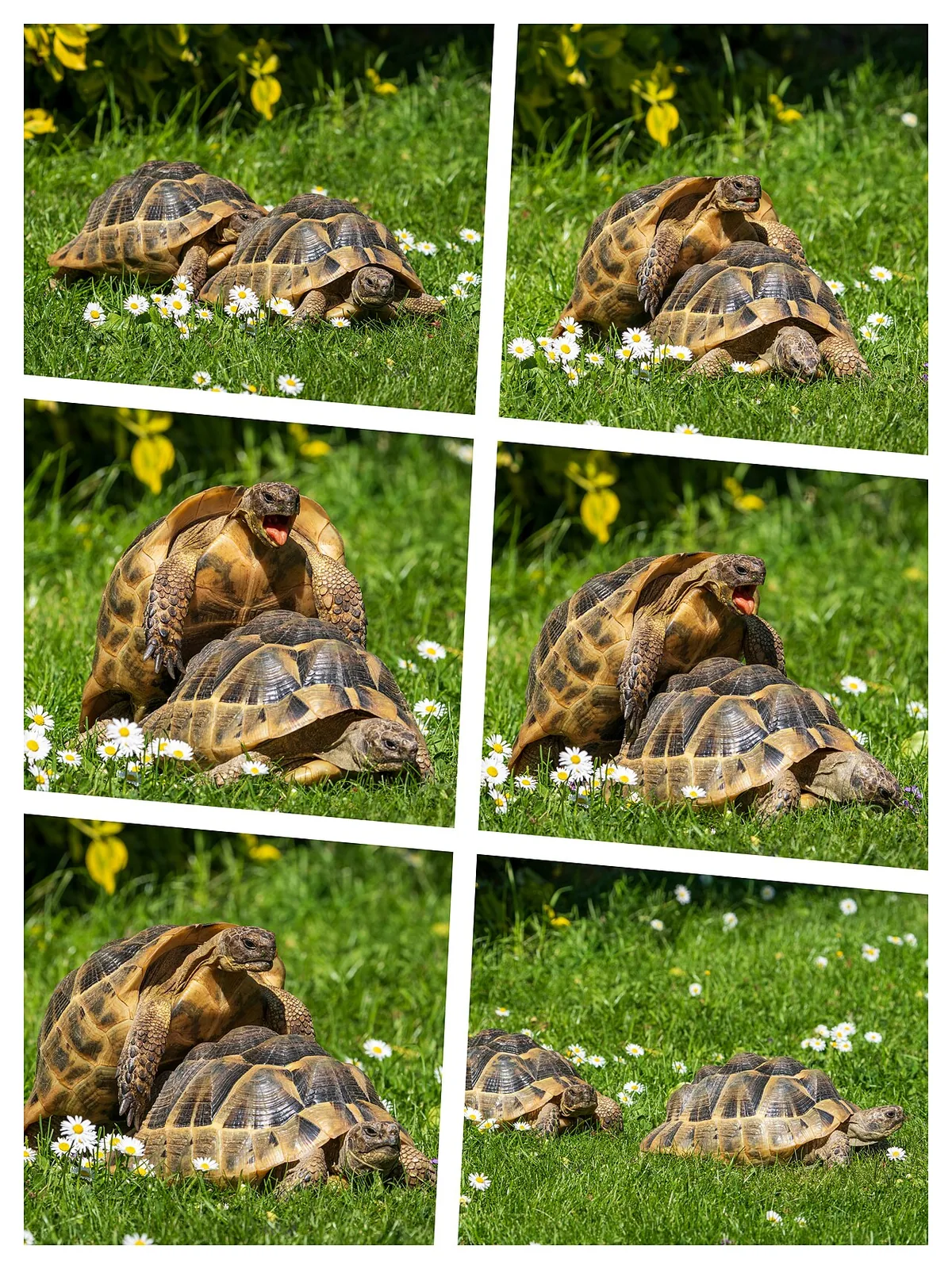 Testudo hermanni