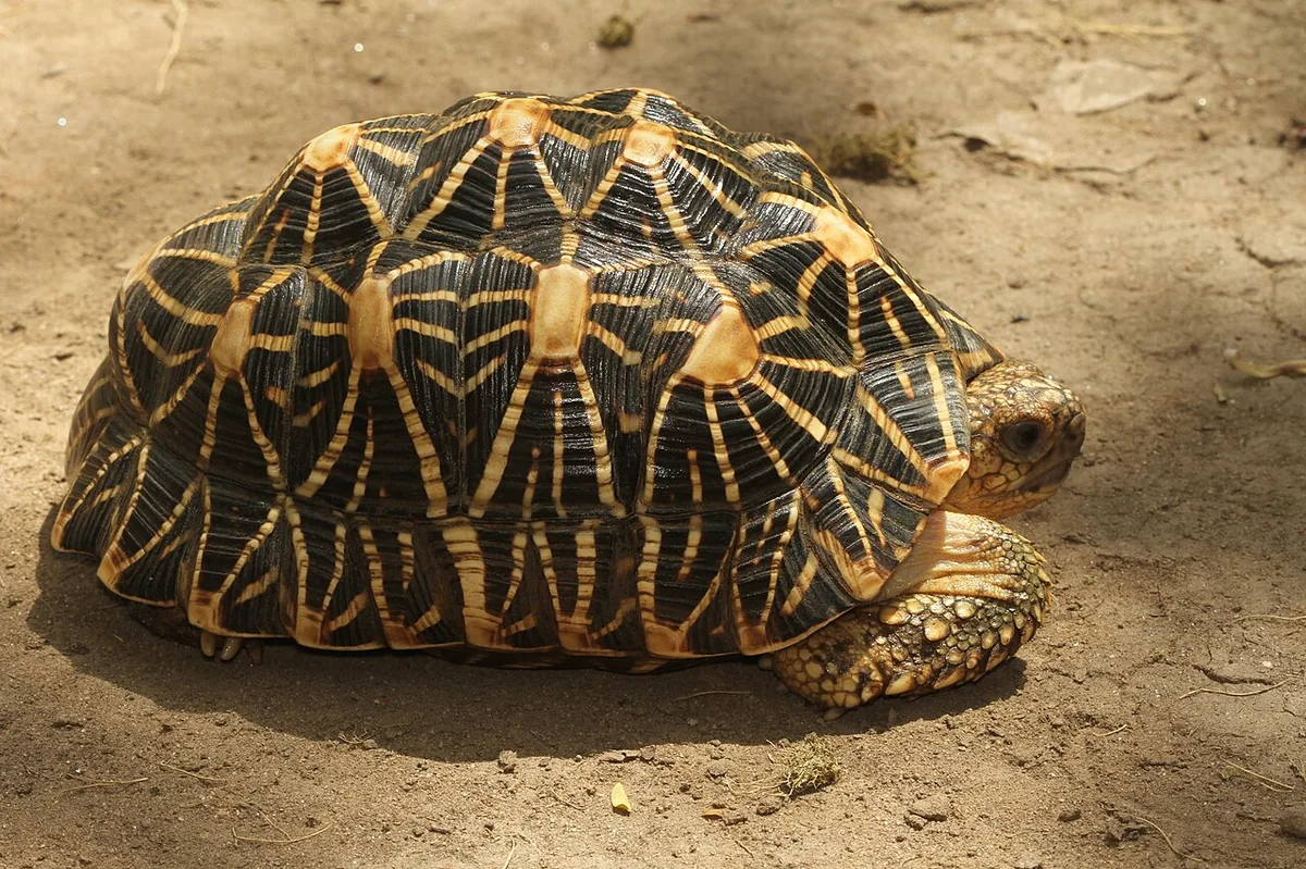 Indian star tortoise showing the radiating yellow star pattern across a high-domed dark shell