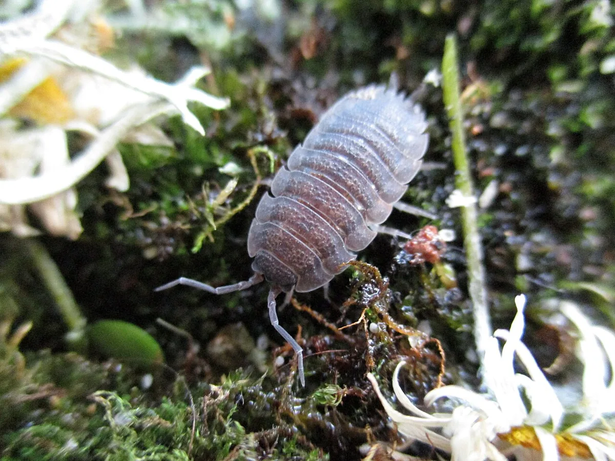 Isopods