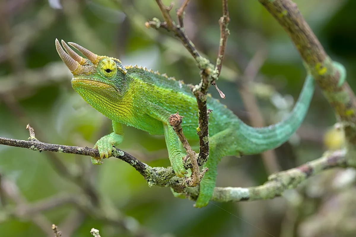 Trioceros jacksonii