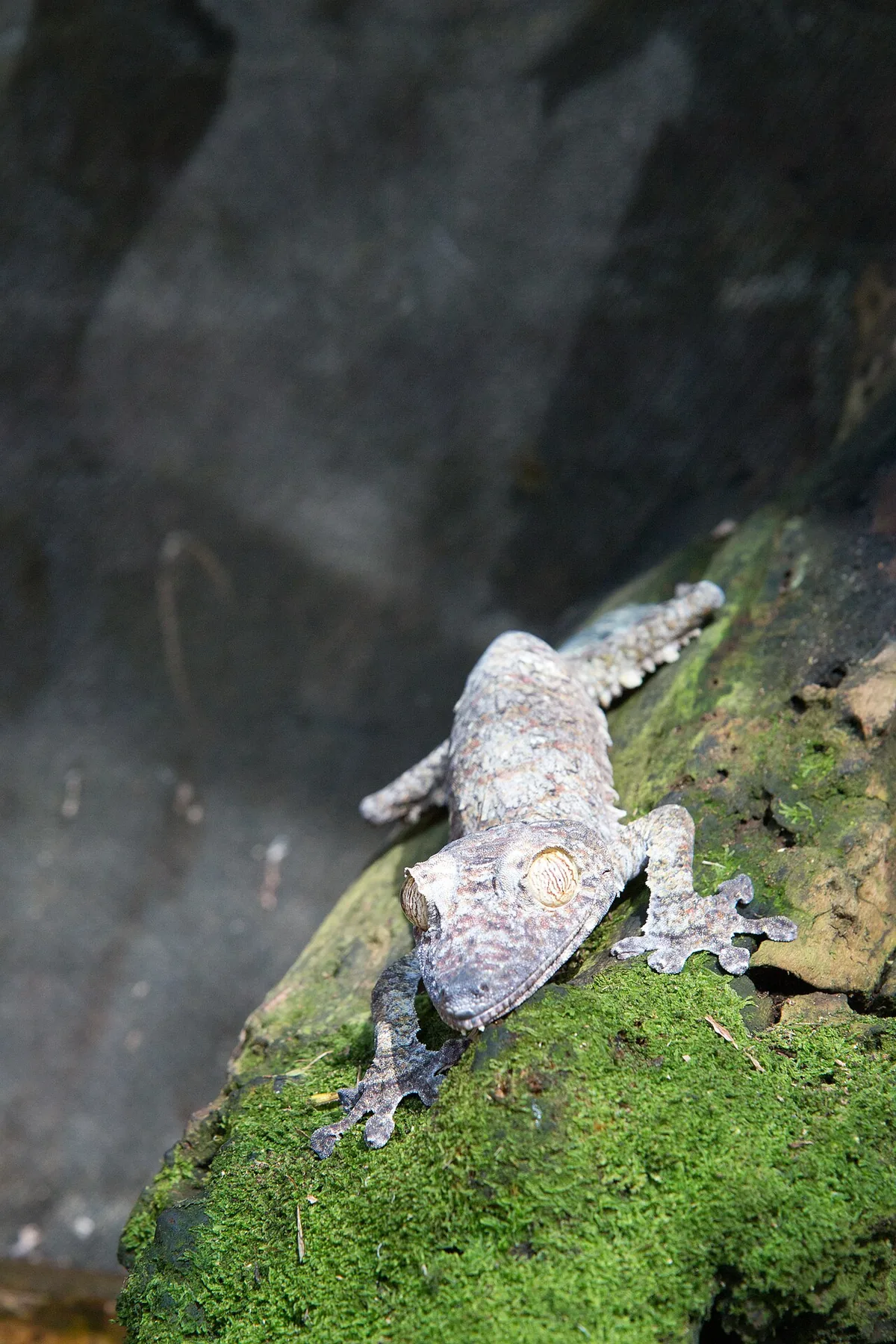 Giant leaf-tailed gecko flattened on moss-covered bark