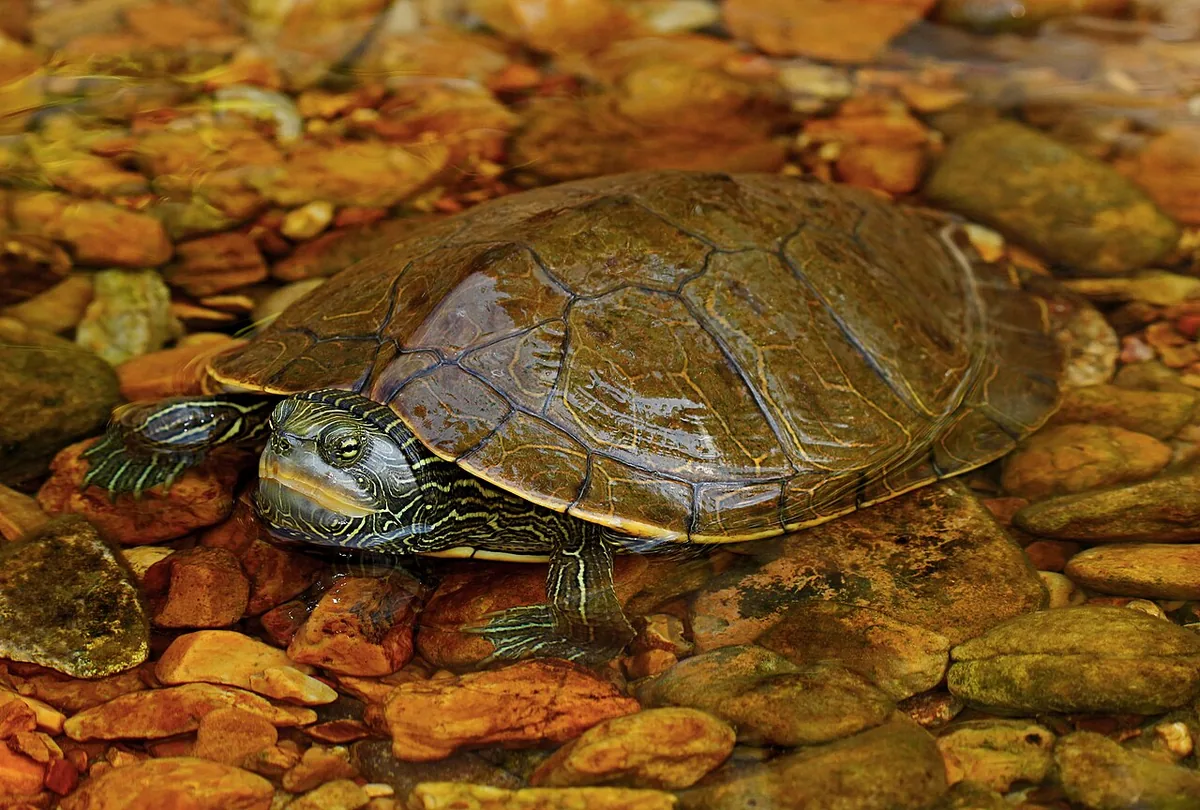 Map turtle basking on a log, showing the fine contour-line markings on its shell