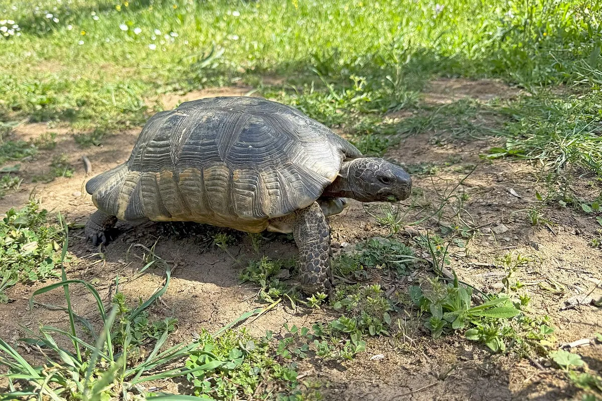 Marginated tortoise showing the flared rear marginal scutes that give the species its name