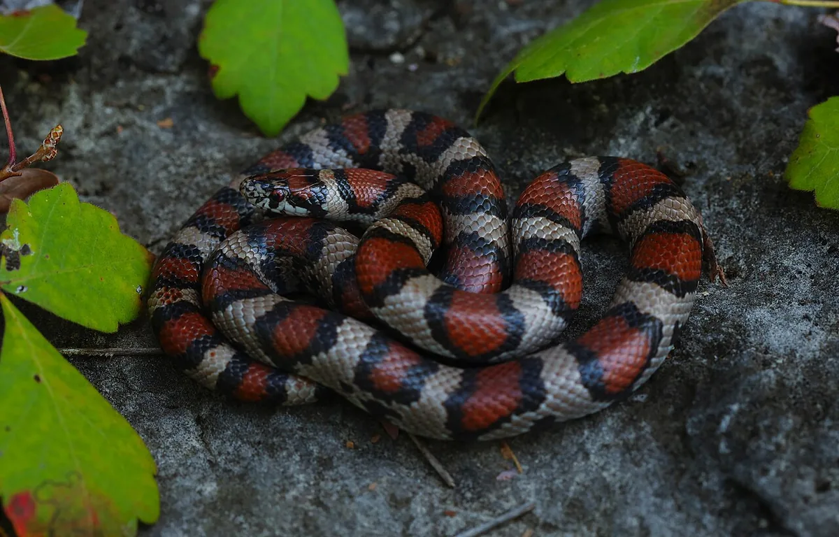 milk snake