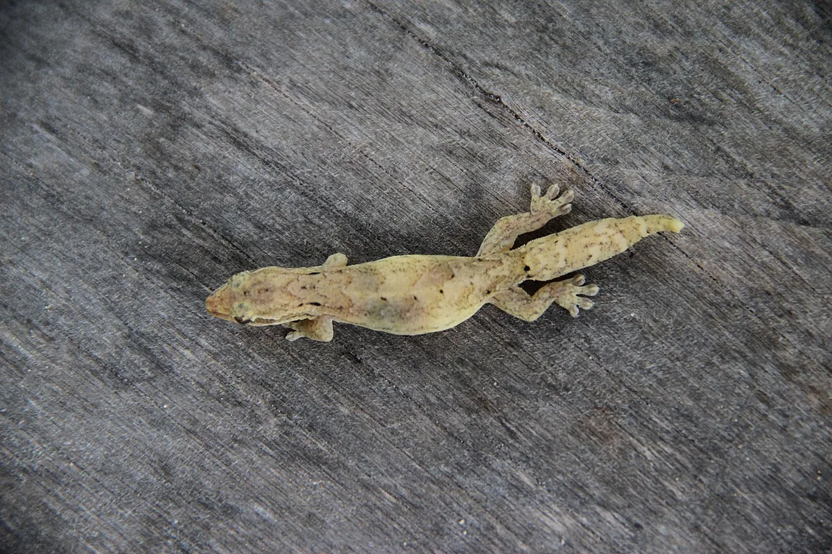 Mourning gecko (Lepidodactylus lugubris), a small arboreal gecko