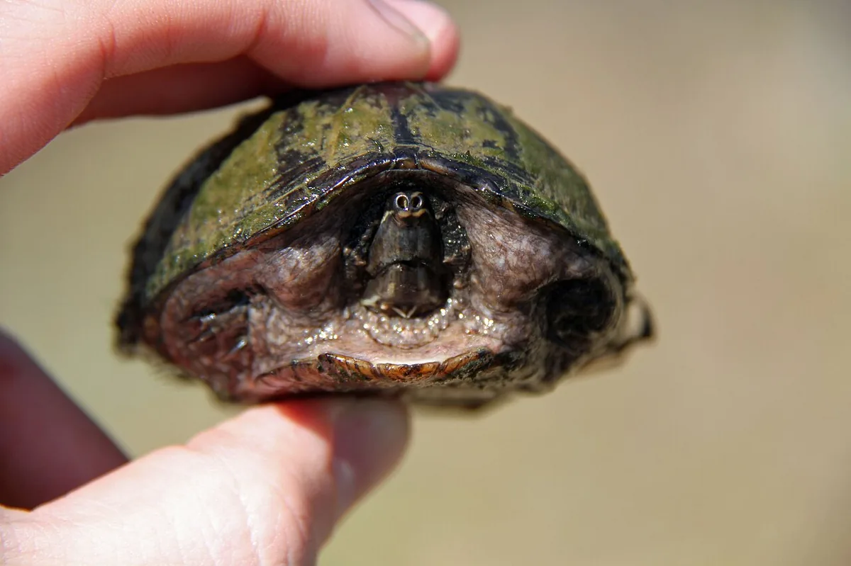 Sternotherus odoratus