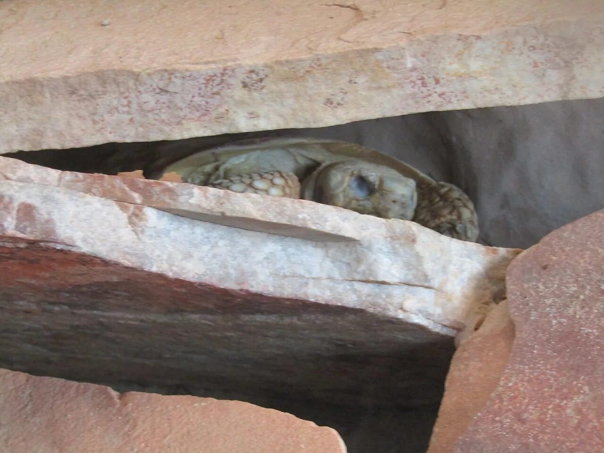Pancake tortoise with a flat flexible shell wedged into a rock crevice