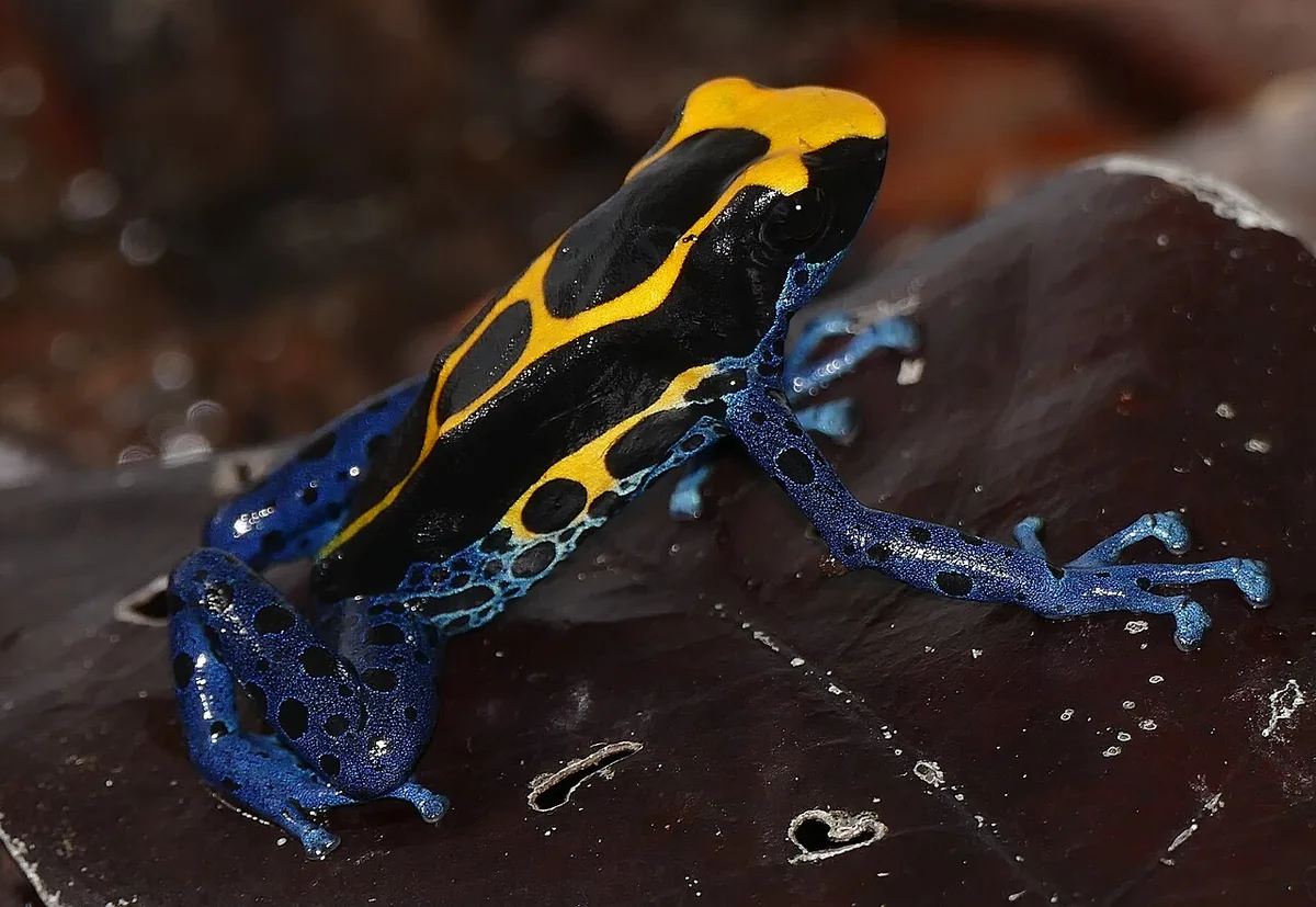 Blue poison dart frog with black spots sitting on a wet green leaf in a planted vivarium