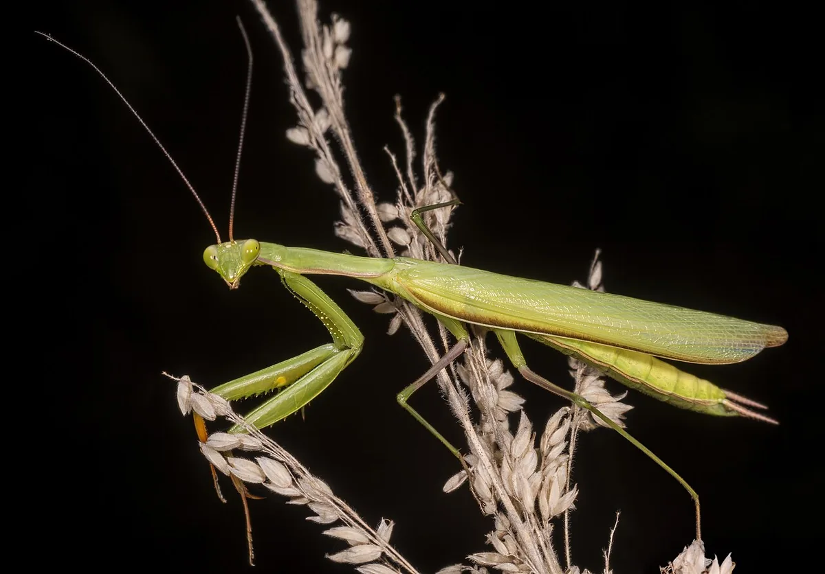 Praying Mantis