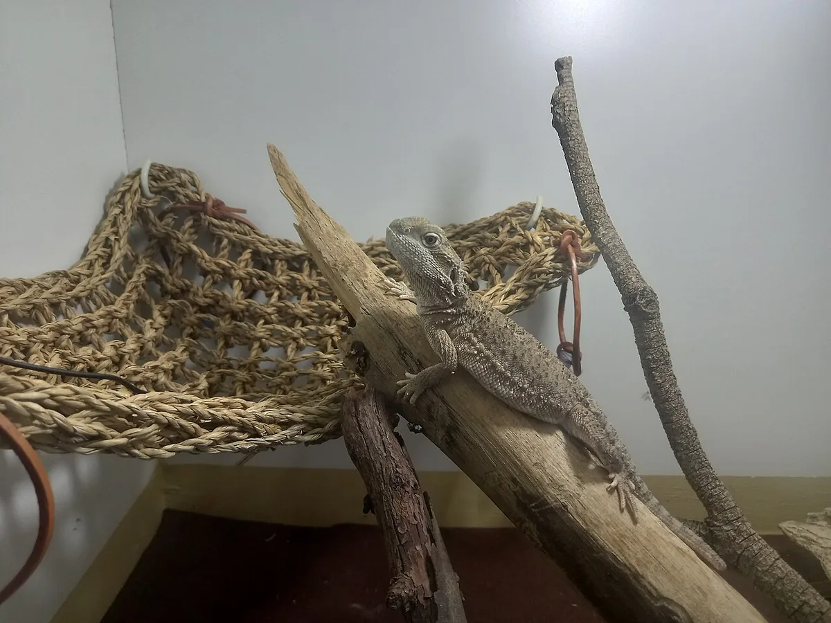 Rankin's dragon (Pogona henrylawsoni), a small bearded dragon species