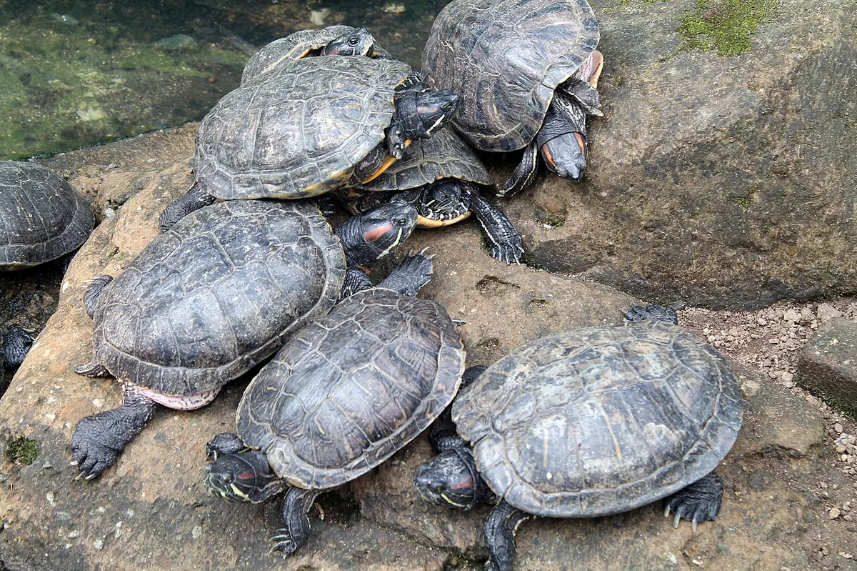 red eared slider