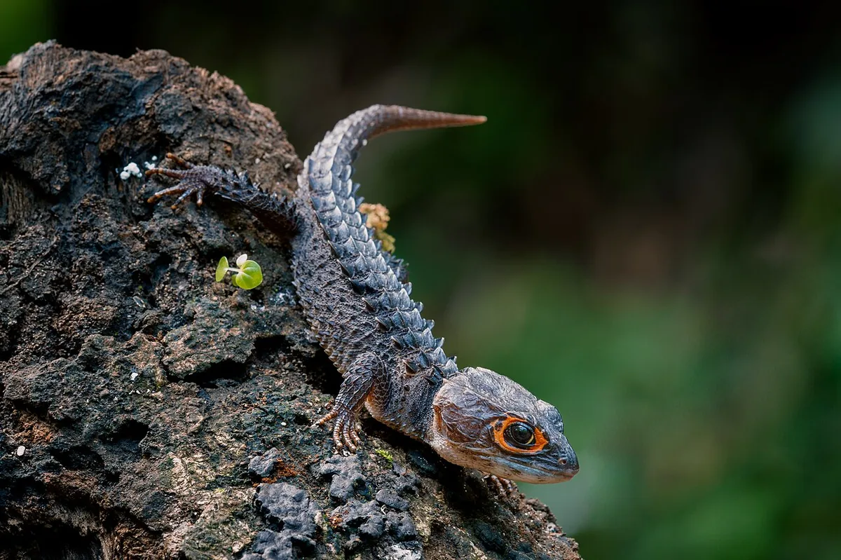 Red-eyed crocodile skink on damp leaf litter, showing the orange ring around its eye and armored back scales