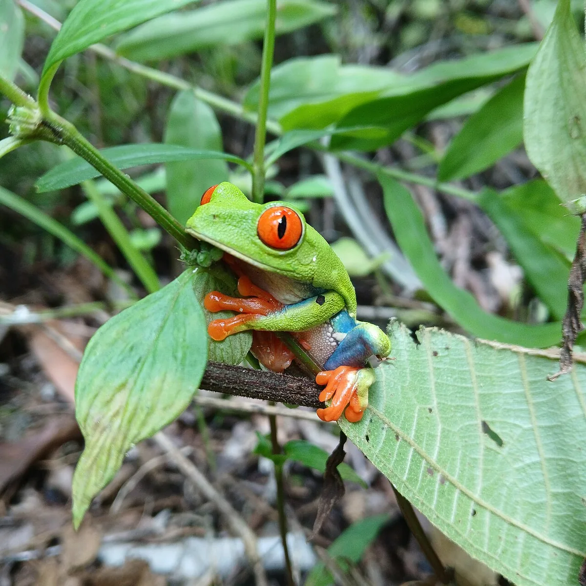 Agalychnis callidryas